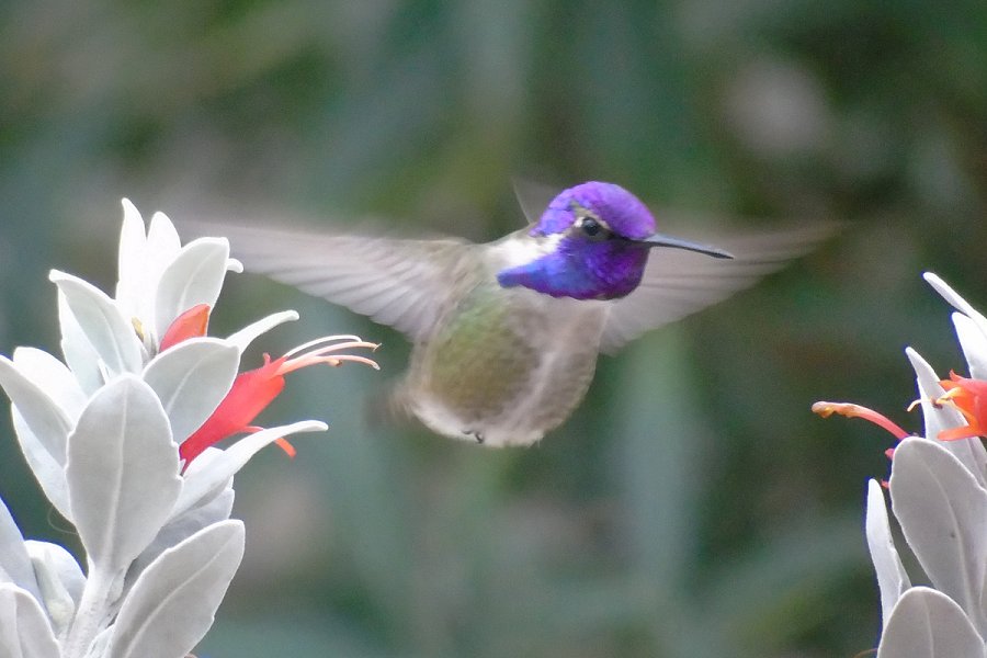 Coolidge, AZ - Feb. 16, 2018